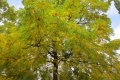Springe-17_031